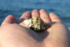 Shell Shell