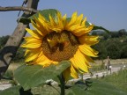 Girasole Girasole
