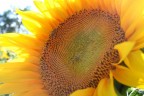 Girasole Girasole