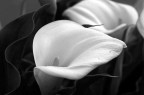 calla calla
