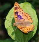 Apatura ilia (anzi, ilio) Apatura ilia (anzi, ilio)