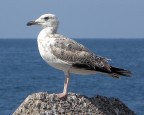 sei la mia speranza e quando non ci sar, il mio desiderio  di essere un gabbiano come te...... per volare libero sul mare azzurro e farmi accarezzare dal cielo, ed avere le ali pi forti del vento, ed ammirare spensierato e felice la terra da lass!