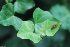 Leafhopper