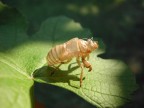 Muta di una Cicala Muta di una Cicala