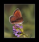 alle 5 della sera.. alle 5 della sera..