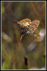 melitaea didima melitaea didima