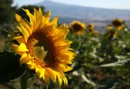 Girasole Girasole