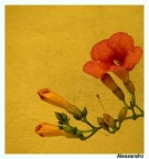 Pittura floreale Pittura floreale