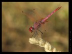 Libellula rossa Libellula rossa