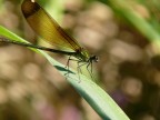 Prima Libellula Prima Libellula