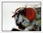 Mosca dagli occhi rossi