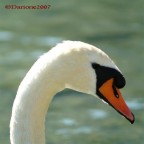 Ritratto di cigno Ritratto di cigno