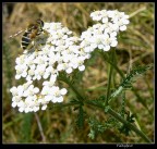 Il mio primo insetto Il mio primo insetto