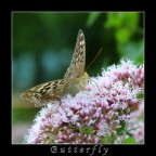 Butterfly Butterfly