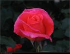 Rosa di sera Rosa di sera
