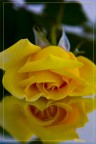 Rosa ubriaca Rosa ubriaca