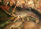 Aragosta (Palinurus elephas) Aragosta (Palinurus elephas)