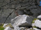 Foto fatta gioved scorso sul Passo di Porta Buciaga nel gruppo dell'Adamello.
Dal sentiero vedevo le corna della bestiolina che era sdraiata in cima al passo. Pian piano, sono salito fino a 4 metri da lui  finch ho dovuto raschiare il terreno con lo scarpone per fare il rumore che mettesse in allarme l'animale e facesse s che si alzasse. Una volta allarmato ZAC... foto... preso!
Nikon Coolpix 7900
Commenti e critiche ben accetti...