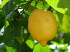 Limone Limone