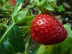 Fragola Fragola