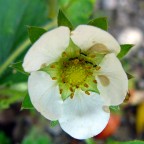 Siam tre piccole formichin nel fiorellin Siam tre piccole formichin nel fiorellin