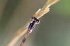 Prima foto fatta con il Sigma 180 prestatomi da giorgio73. 1/90 sec. f/5,6 Iso 400, cavalletto. Non ne sono entusiasta: della foto, non dell'obiettivo, che ancora conosco poco. Grazie!