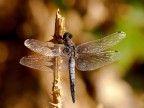 Mai vista una libellula cos grossa, dalle mie parti! 1/180 sec. f/9,5 treppiede, Pentax k100d con Sigma 180 di giorgio 73. Spero di aver fatto qualcosa di buono. Grazie!