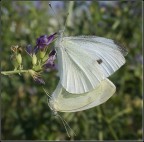 Farfalla In Love Farfalla In Love