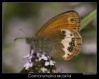 Coenonympha arcania [Satyridae]

Location: P.N.Appennino tosco-emiliano (LU)
Camera: Olympus E1
Lens: Sigma 150 F2,8 Macro