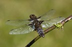 Libellula Libellula