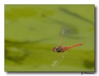 Libellula Rossa in Volo 2... Libellula Rossa in Volo 2...