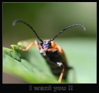 I WANT YOU !!