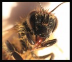 big BEE!