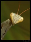 Giovane mantide Giovane mantide