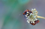 Graphosoma lineatum Graphosoma lineatum