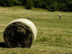 Fieno sul monte Bondone Fieno sul monte Bondone