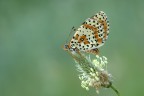 FarfaTella FarfaTella