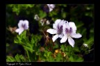 Fiori Fiori