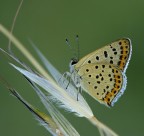 licenide e spiga licenide e spiga