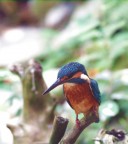 Martin Pescatore Martin Pescatore