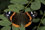 Vanessa atalanta " Atalanta o Vulcano" Vanessa atalanta " Atalanta o Vulcano"