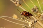 Graphosoma2 Graphosoma2