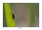 filofollia filofollia