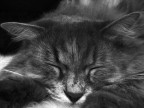 il dolce riposo il dolce riposo