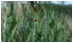 libellula libellula