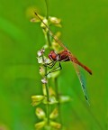 libellula rossa libellula rossa