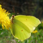 Delicatezza Delicatezza