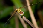 libellula gialla libellula gialla