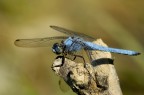 libellula azzurra libellula azzurra