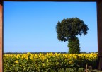 Quadro di girasoli Quadro di girasoli